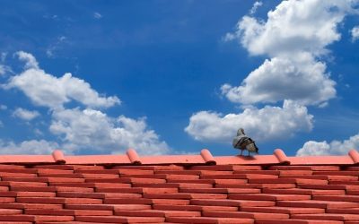 Is a metal roof right for me in Greensboro, NC?